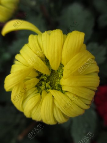 含苞待放的黄色菊花图片