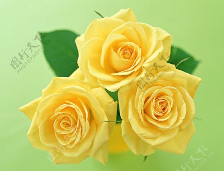 三朵黄玫瑰图片