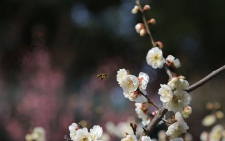 无锡梅园梅花图片