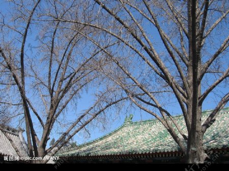 北京的树木图片