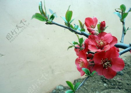 大红海棠花图片