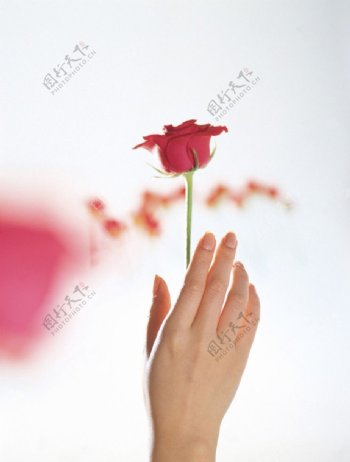 玫瑰花和手图片