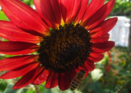 红色向日葵和蜜蜂图片