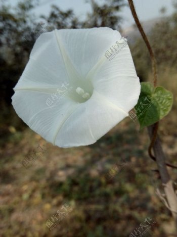 白色的牵牛花图片