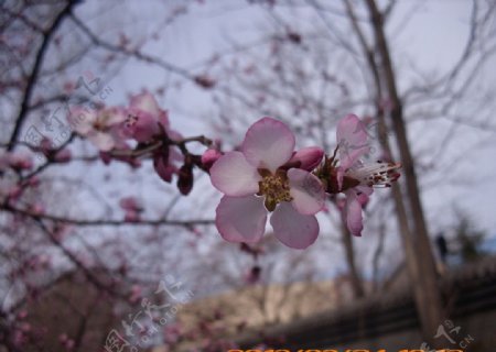 桃花图片