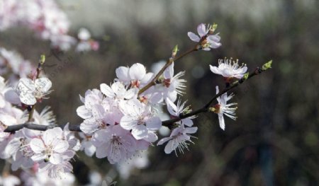 白花图片