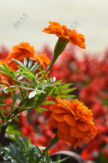橙色千层菊图片