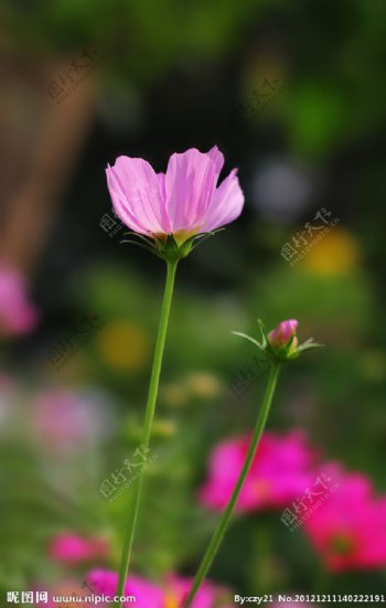 侧光中的野菊花图片