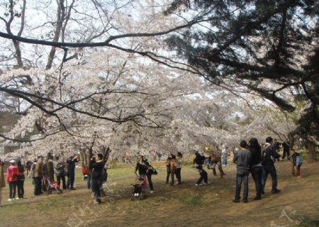 青岛中山公园樱花图片