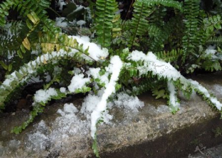 雪压龙爪图片