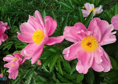 芍药花朵春天图片