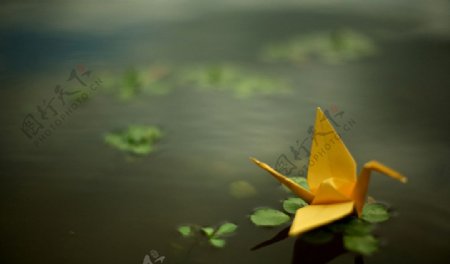 池塘里的千纸鹤图片