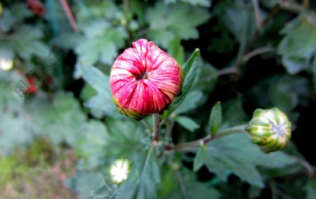 菊花蕾图片