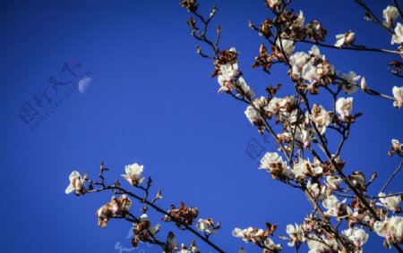 花映月图片