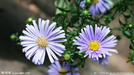 白色菊花图片