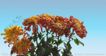 黄橙菊花图片