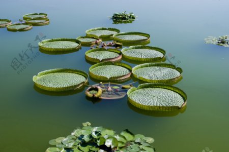 绿水荷叶涟漪图片