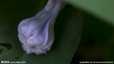紫色喇叭花蕾图片