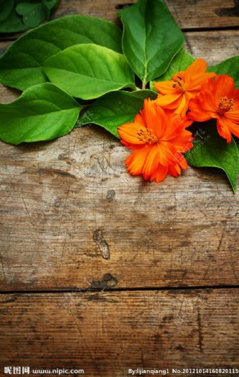 橙色鲜花木板背景图片