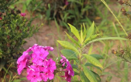 长春花图片