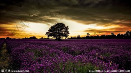 奇妙日落紫色花场图片