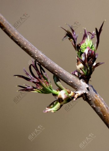 春天的树芽图片