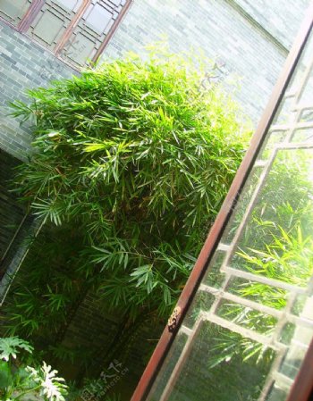 传统建筑竹子后院窗台图片