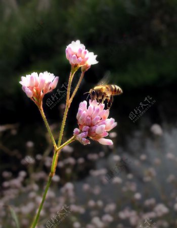 花蜜蜂图片