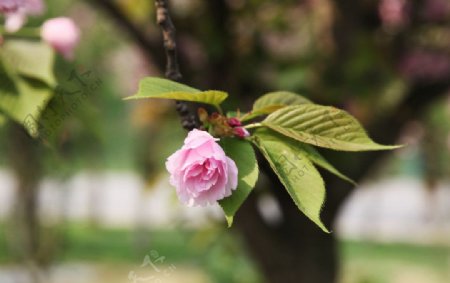 樱花图片