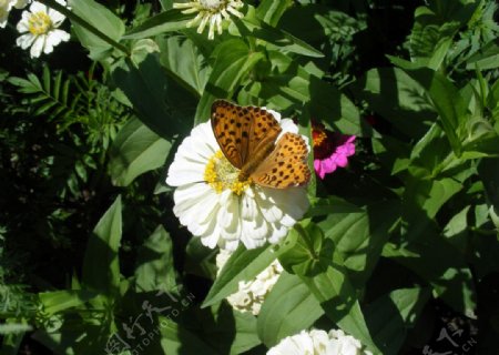 白花蝴蝶图图片