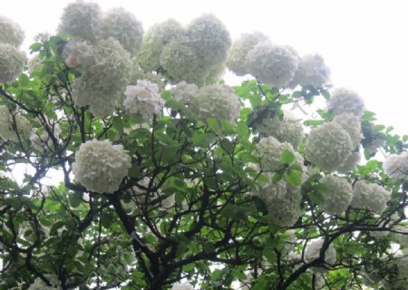 绿树白花图片