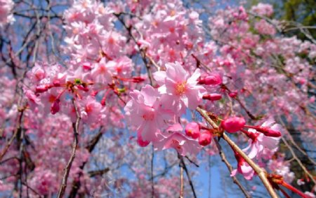 高清粉色樱花图片