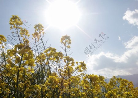 云南风景油菜花图片