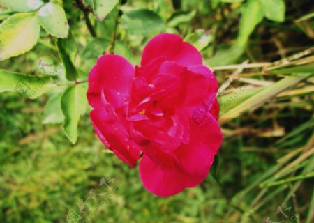 荷花蔷薇图片