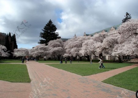 櫻花盛開的季節图片