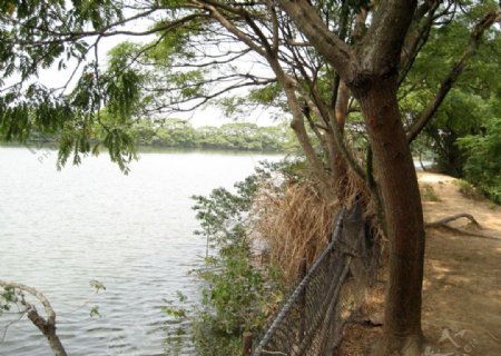 林野湖堤图片
