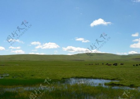 狼渡湿地草原图片