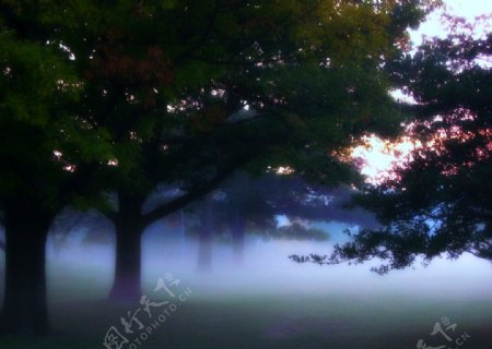 雾浓满林园图片