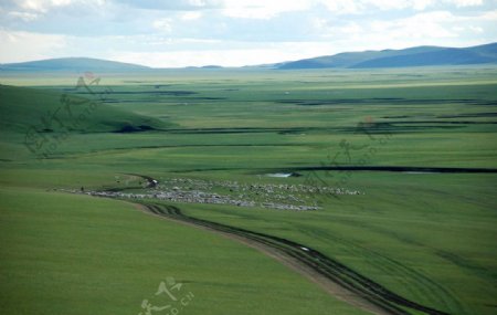 内蒙古呼伦贝尔大草原上的羊群图片