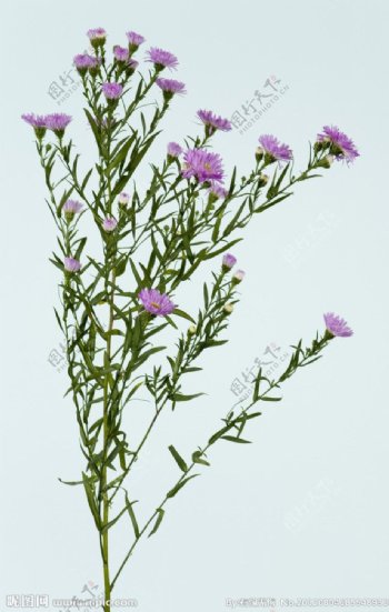 菊花紫色野菊花图片