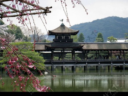 京都春櫻图片