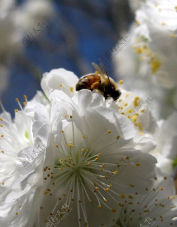 蜂兒与花朵图片