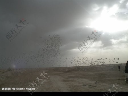 大漠飛鴿图片