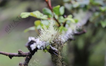 大理花草图片