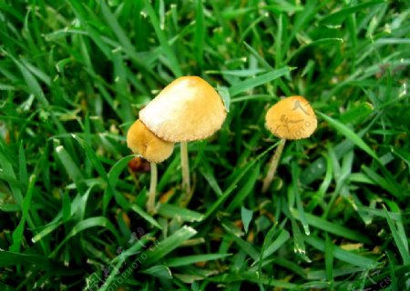 野生小蘑菇图片