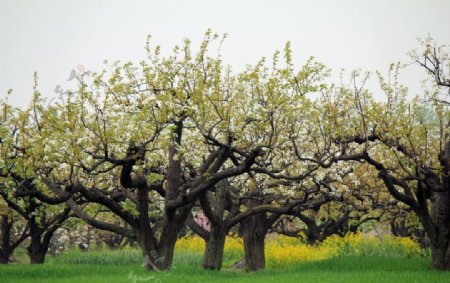 梨树群图片