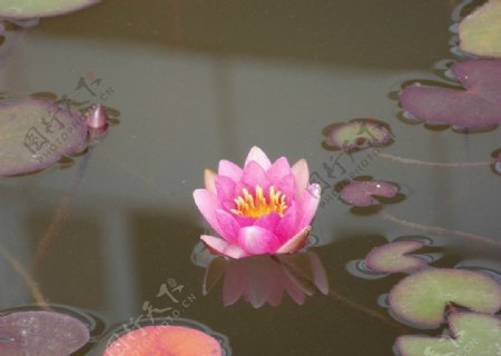 紫荷花图片