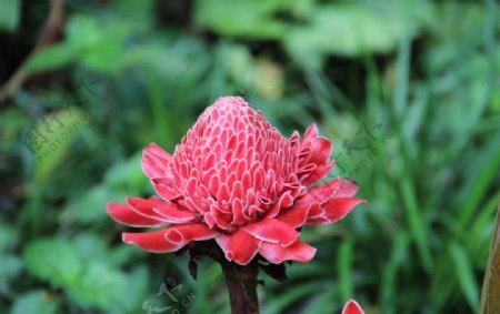 花植物热带图片