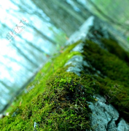 岩石苔藓图片