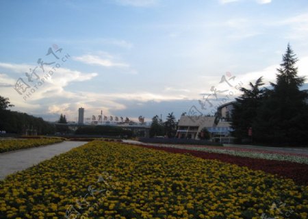 菊花园图片